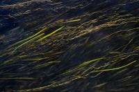 Vallisneria spiralis