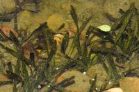 Vallisneria spiralis