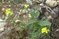 Sinapis arvensis