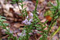 Calluna vulgaris
