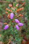 Erica cinerea