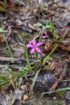 Dianthus armeria