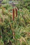 Typha latifolia