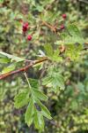 Crataegus monogyna