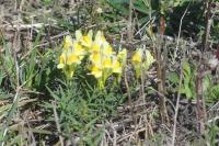 Linaria vulgaris