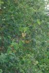 Vitis vinifera