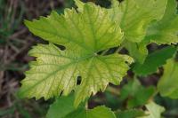 Vitis vinifera