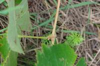 Vitis vinifera