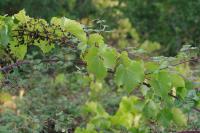 Vitis vinifera