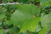 Vitis vinifera