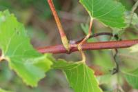 Vitis vinifera