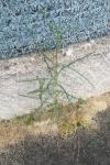 Lactuca saligna