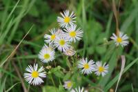 Erigeron annuus