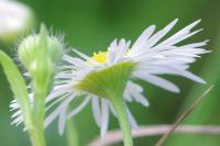 Erigeron annuus