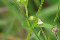 Erigeron annuus