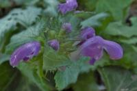 Lamium maculatum