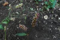 Persicaria lapathifolia