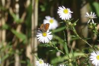 Symphyotrichum