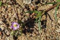 Spergularia rubra