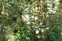 Juniperus communis