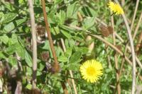 Pulicaria dysenterica