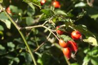 Rosa canina