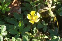 Potentilla reptans