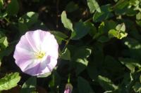 Convolvulus arvensis