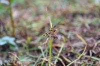 Cyperus fuscus