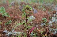 Bidens cernua