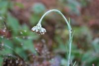 Laphangium luteoalbum