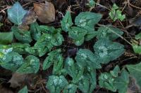 Cyclamen hederifolium