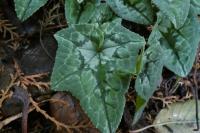 Cyclamen hederifolium