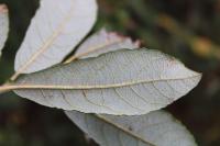 Salix atrocinerea