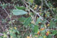 Salix atrocinerea