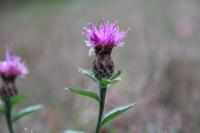 Centaurea nigra