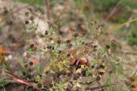 Pulicaria vulgaris
