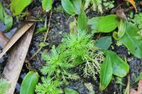 Hottonia palustris