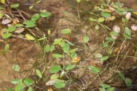 Luronium natans