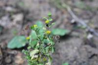 Pulicaria vulgaris