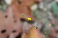 Linum trigynum