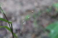 Linum trigynum