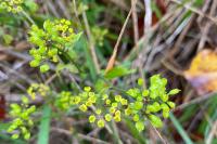 Pastinaca sativa
