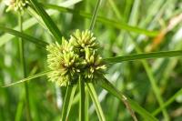 Cyperus eragrostis