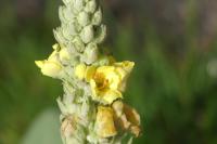 Verbascum thapsus