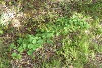 Doronicum plantagineum