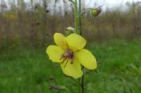 Verbascum blattaria