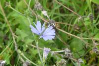 Cichorium intybus