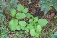 Doronicum plantagineum