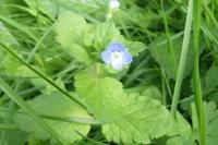 Veronica persica